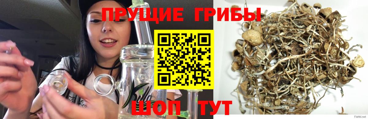 Псилоцибиновые грибы прущие грибы  Вход с VPN  купить закладку  Галлюциногенные грибы Magic Shrooms  Бердск 
